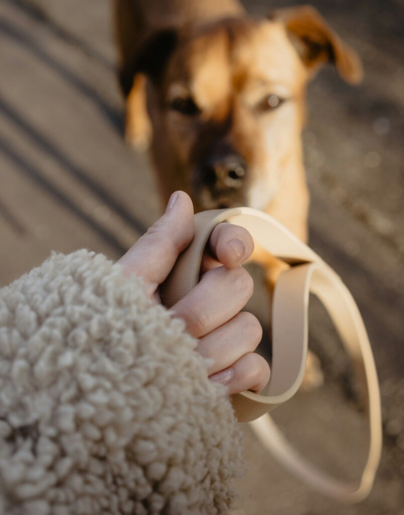 Frauenhand mit Leine in der Hand und Hund schaut von unten darauf
